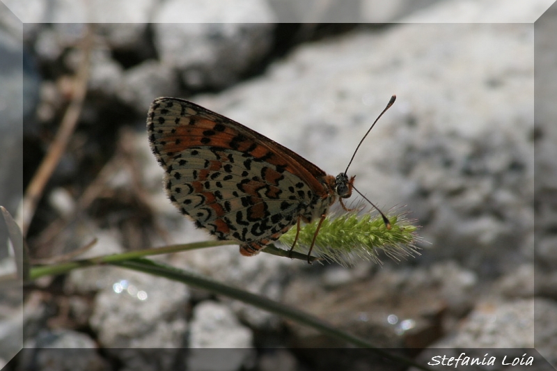 Melitaea didyma